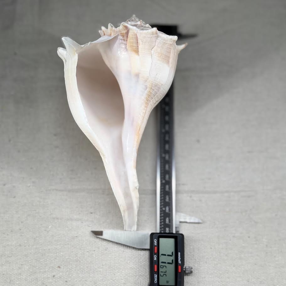 Florida Lighting Whelk