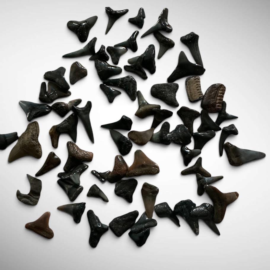 Fossilized Shark Teeth Set