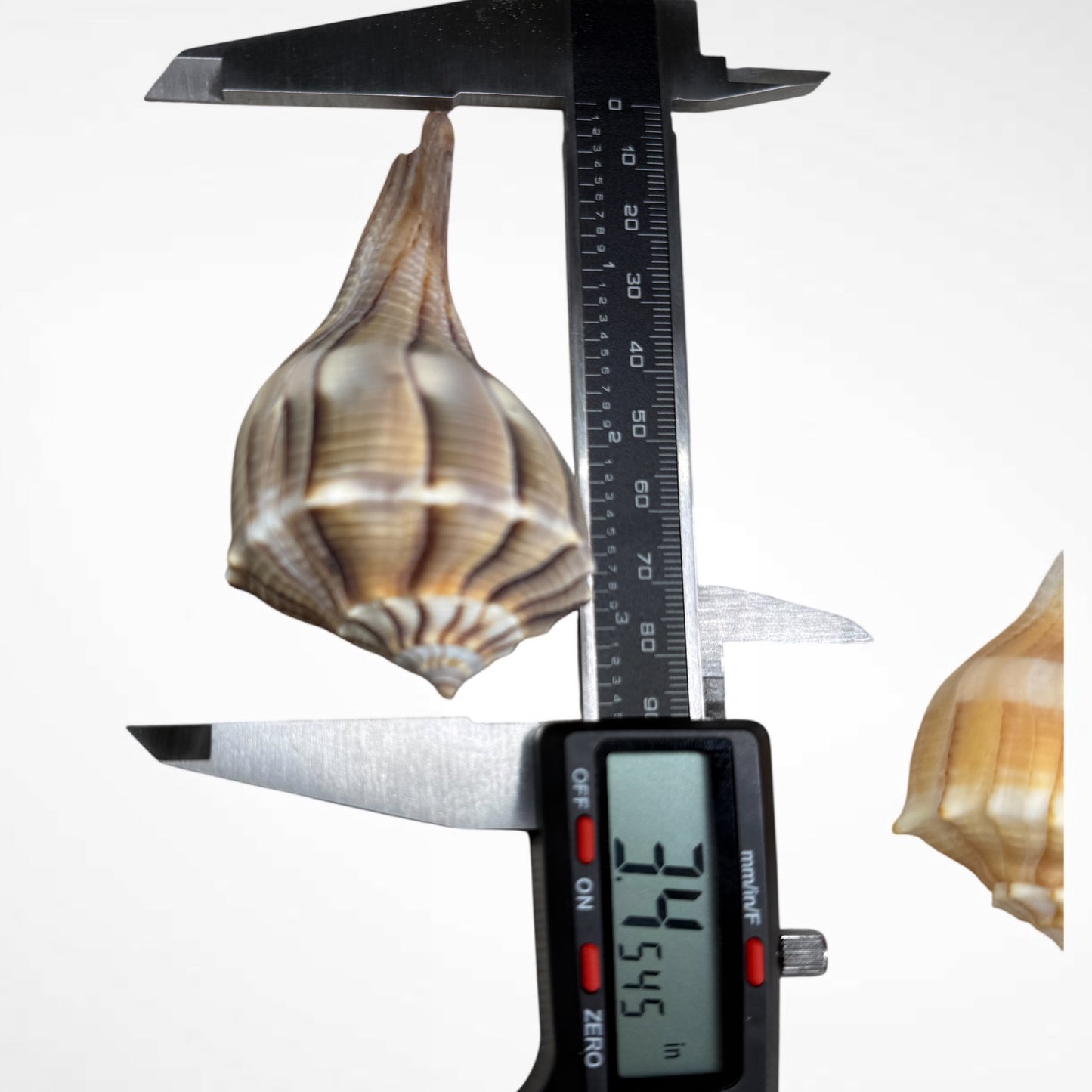 Florida Lighting Whelk