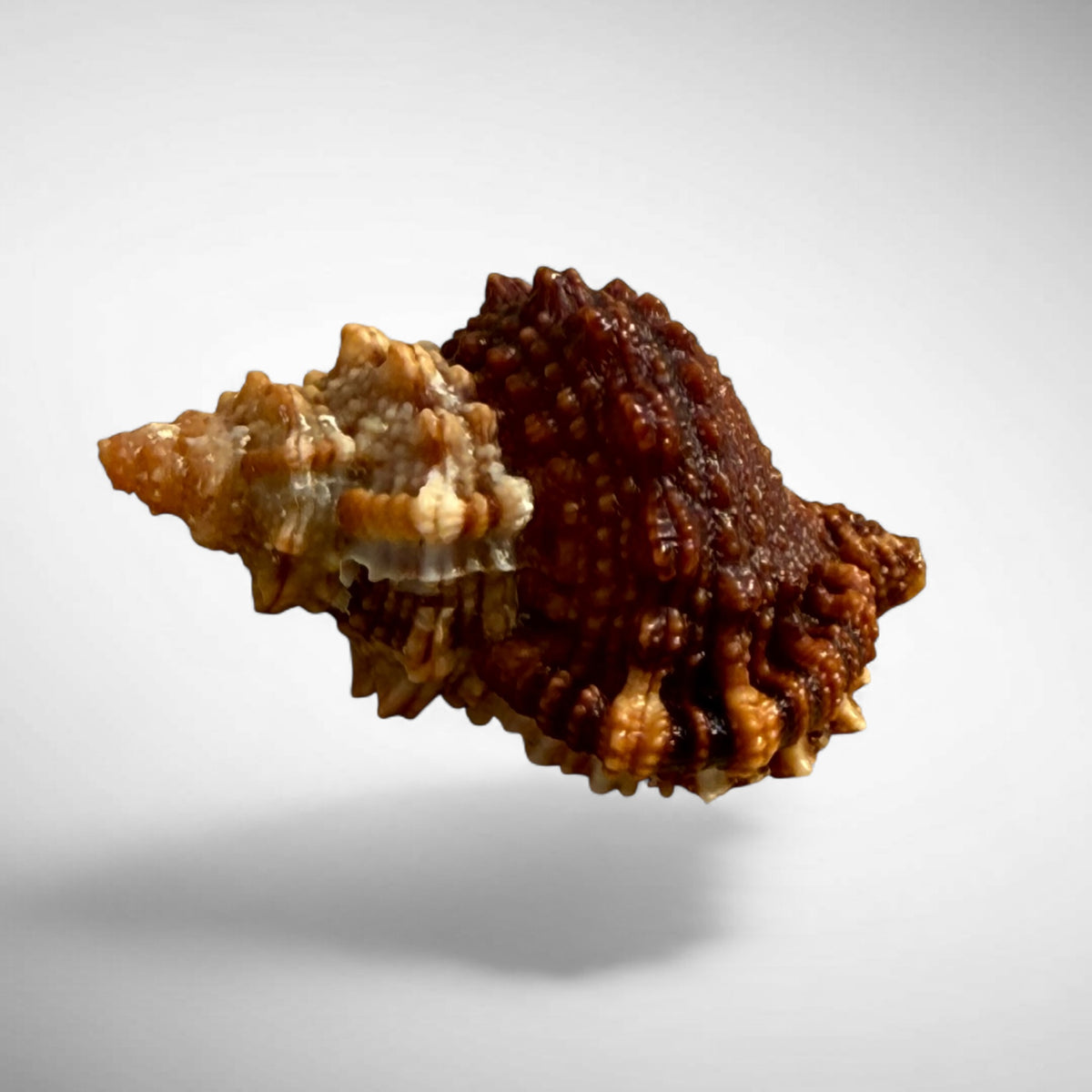 Red Mouth Frog Shell