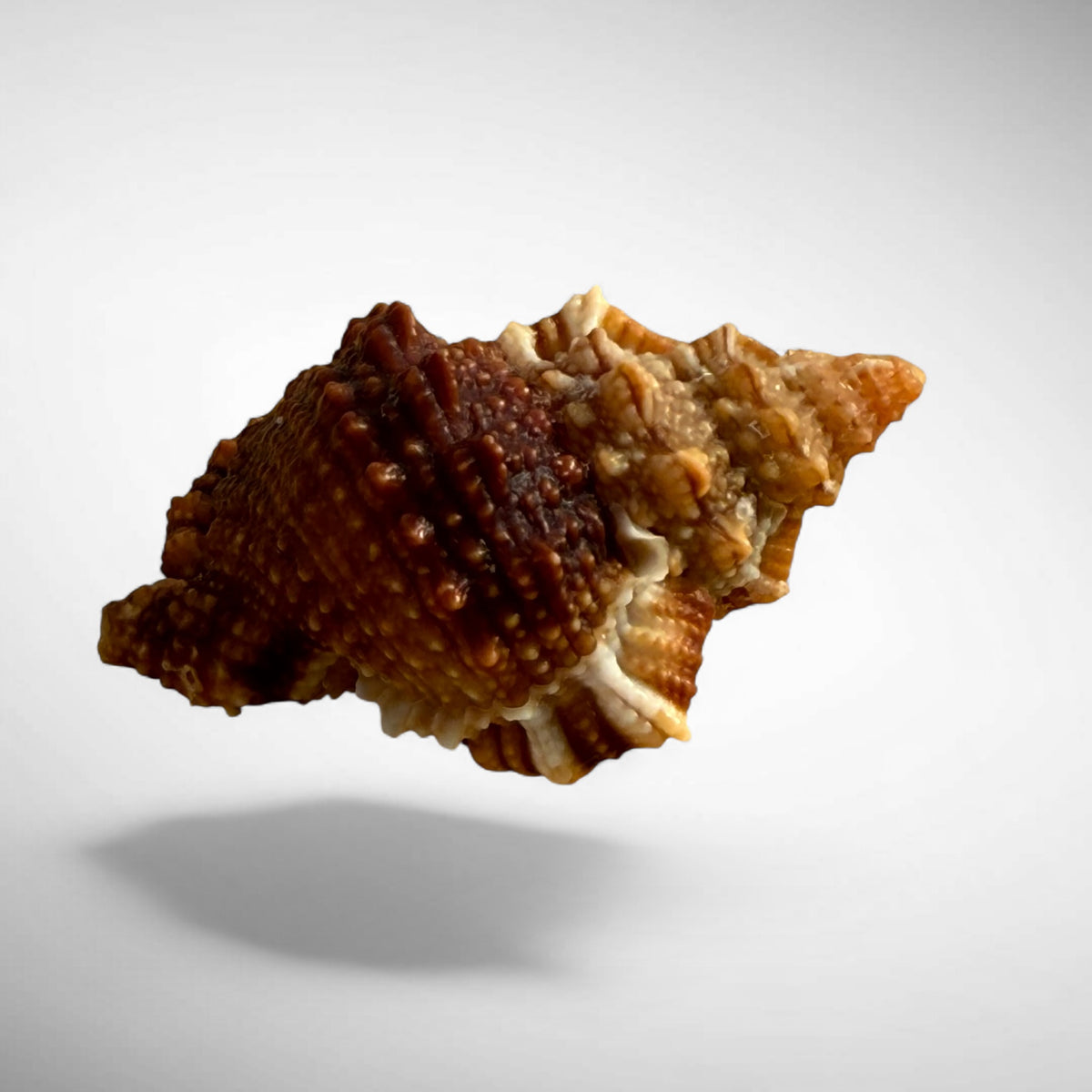 Red Mouth Frog Shell