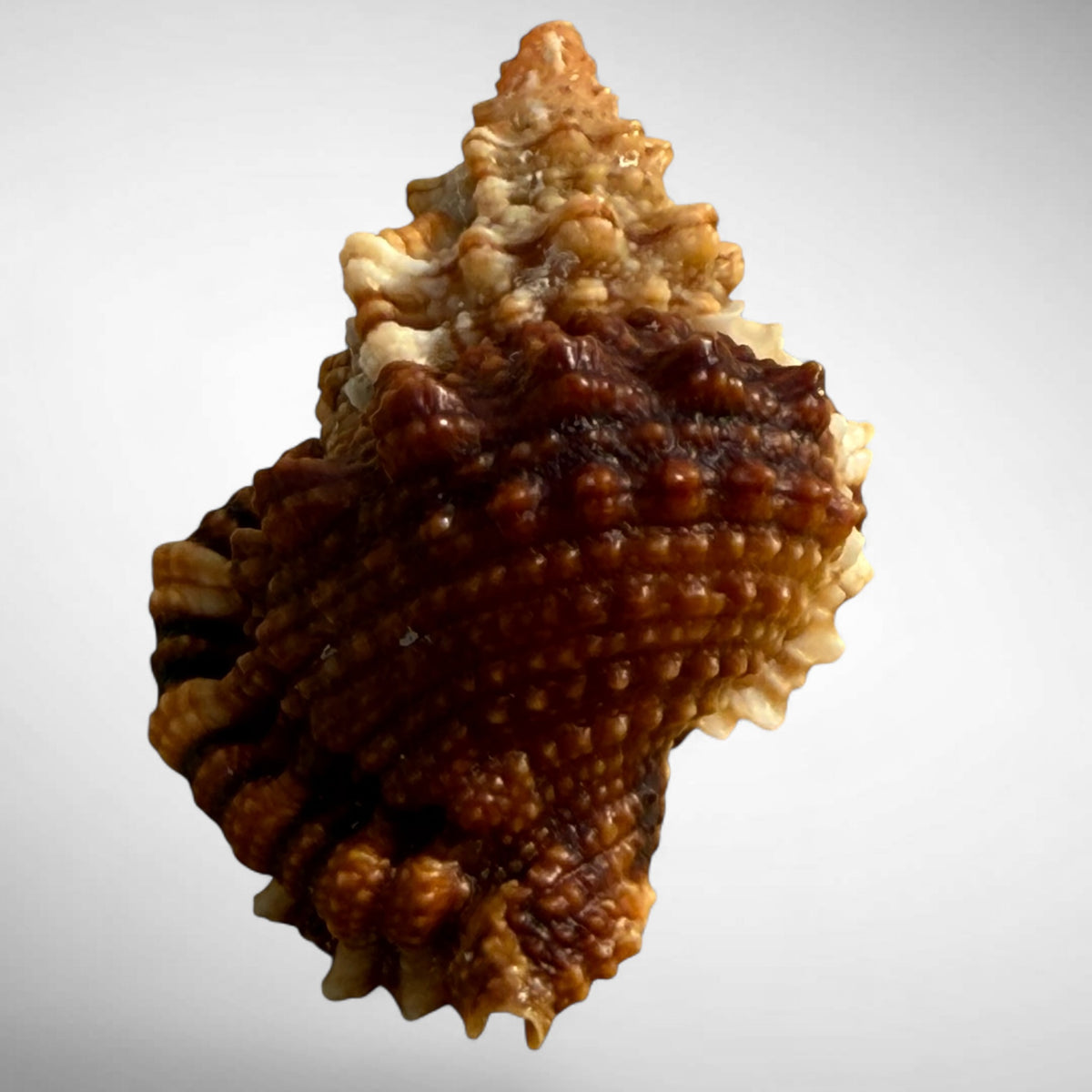 Red Mouth Frog Shell