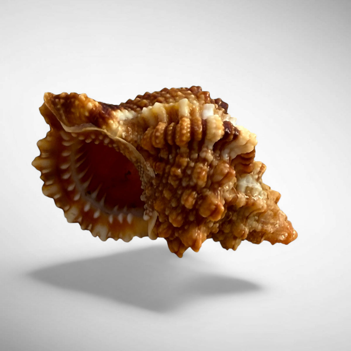 Red Mouth Frog Shell