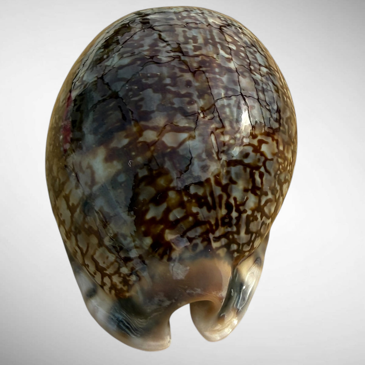 Arabian Cowrie (Mauritia arabica)