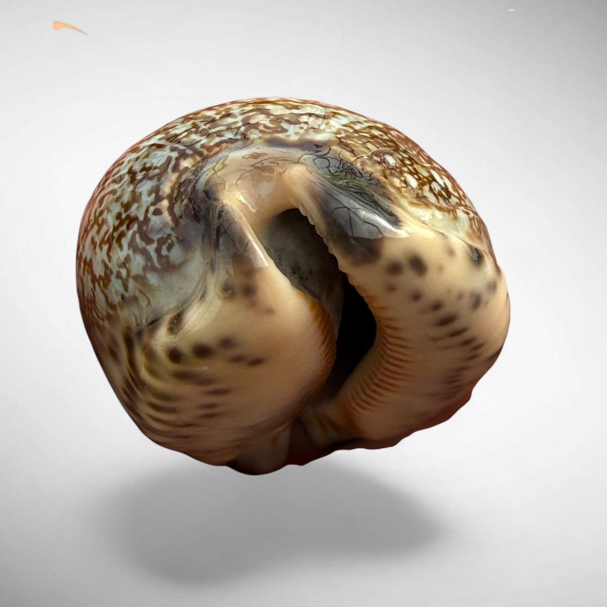 Arabian Cowrie (Mauritia arabica)