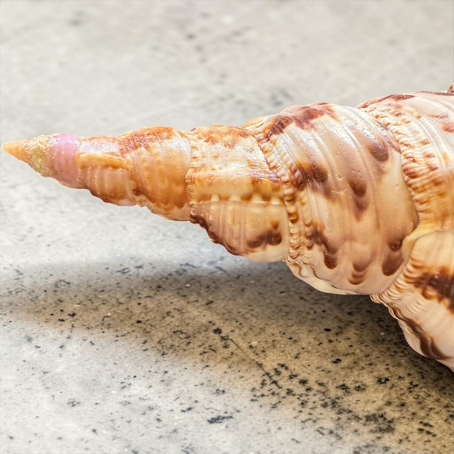 Rare Stunning Specimen Natural Triton Trumpet Pink & Cream 11.5” with operculum