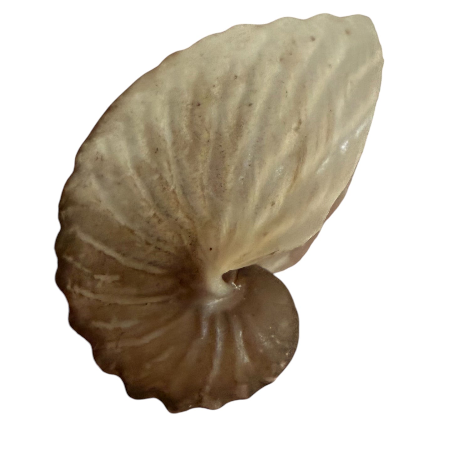 Argonauta Hians / Brown Paper Nautilus