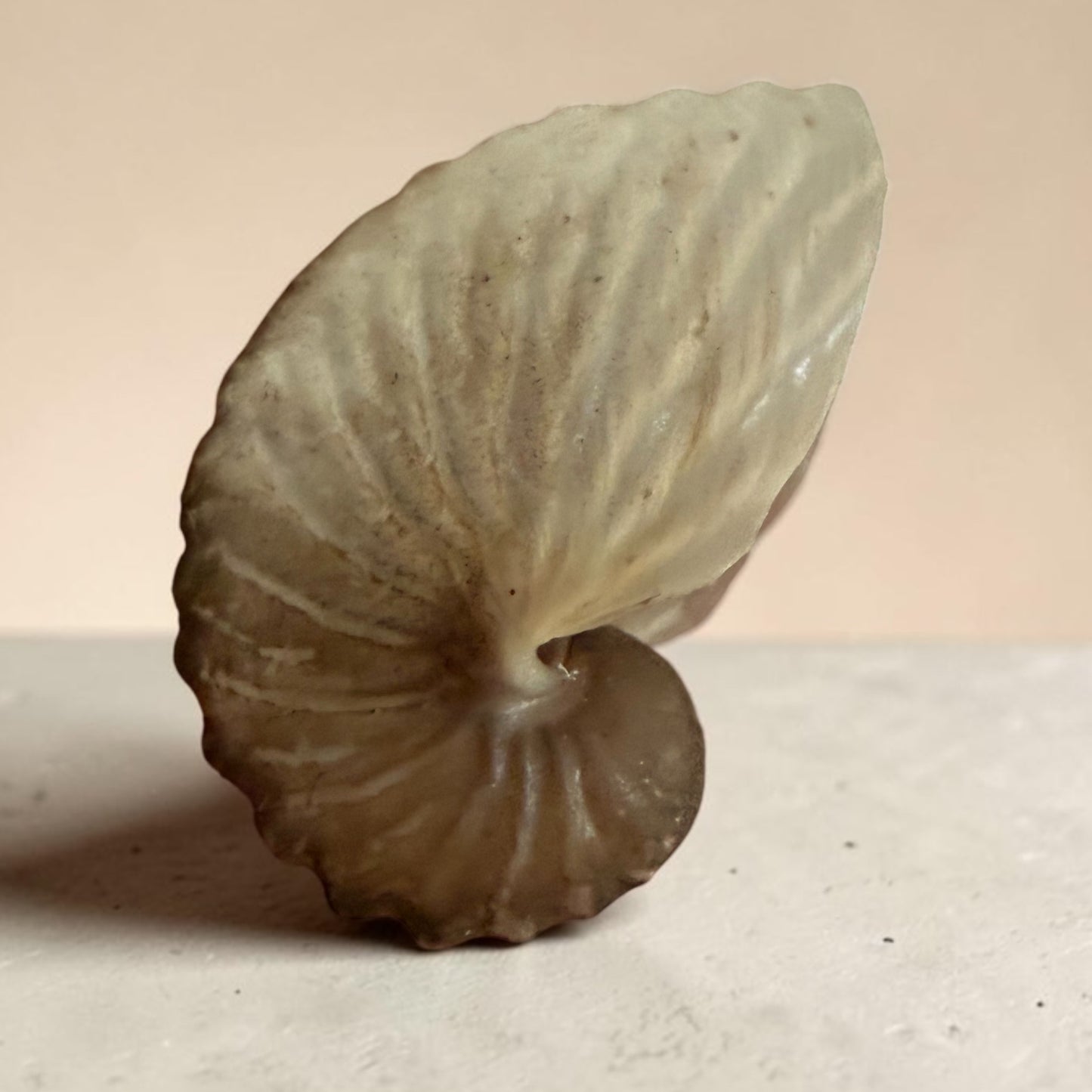 Argonauta Hians / Brown Paper Nautilus