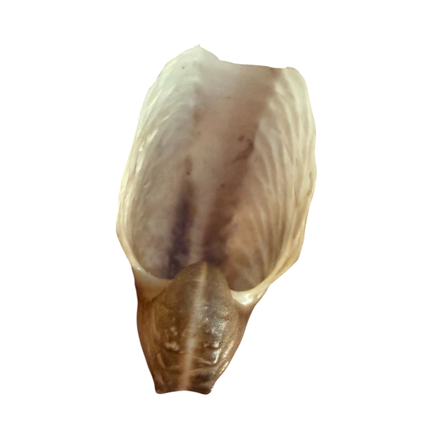 Argonauta Hians / Brown Paper Nautilus