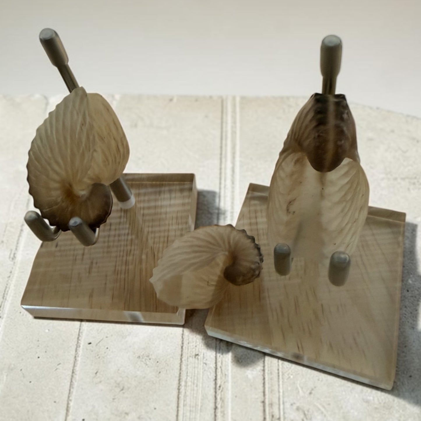 Argonauta Hians / Brown Paper Nautilus