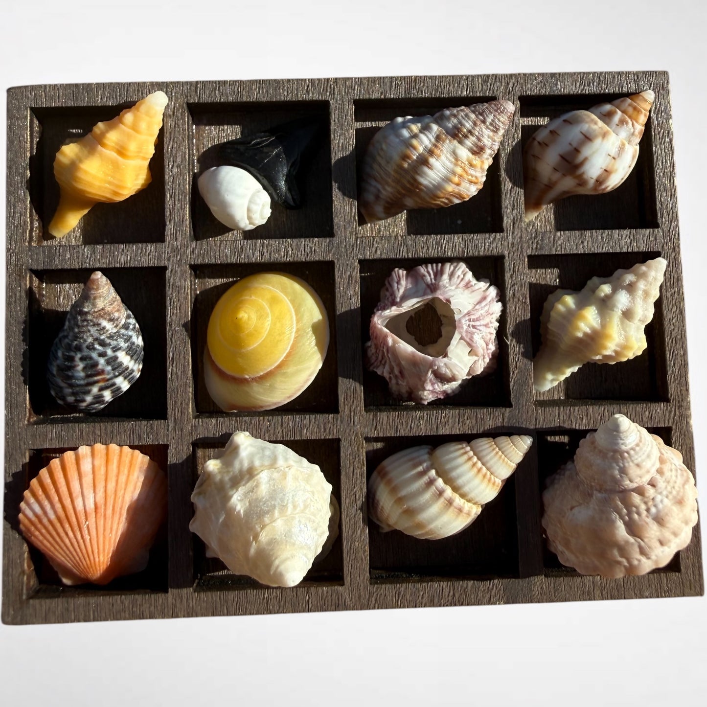Collection of mini seashells in curio cabinet magnet