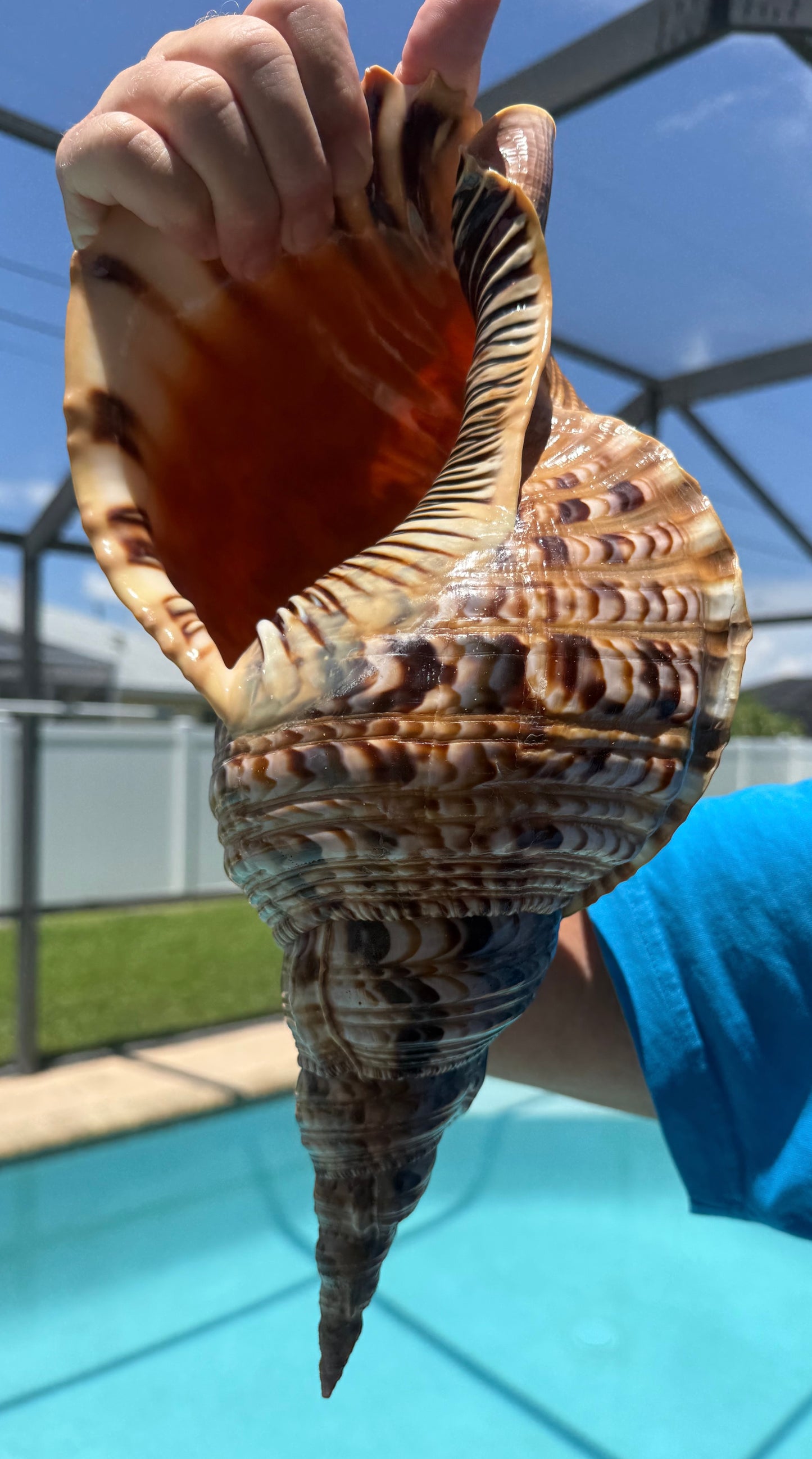 Giant Charonia Triton Trumpet