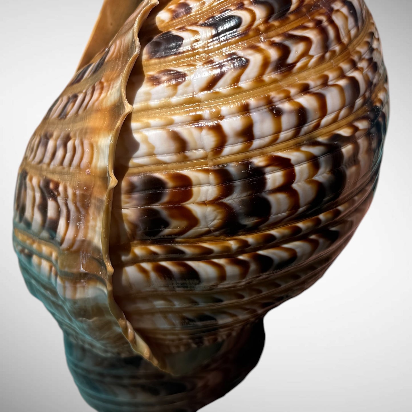Giant Charonia Triton Trumpet
