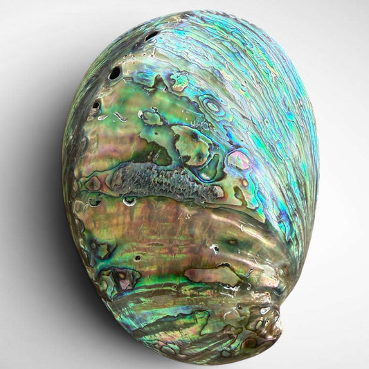 Blue and Green Abalone Seashells