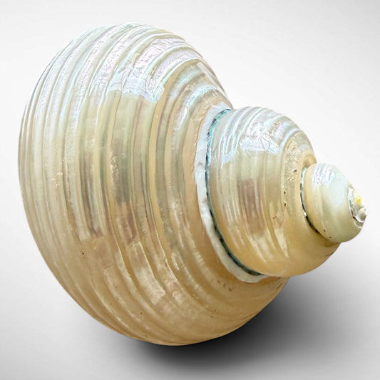 Pearlised Turbo Seashells