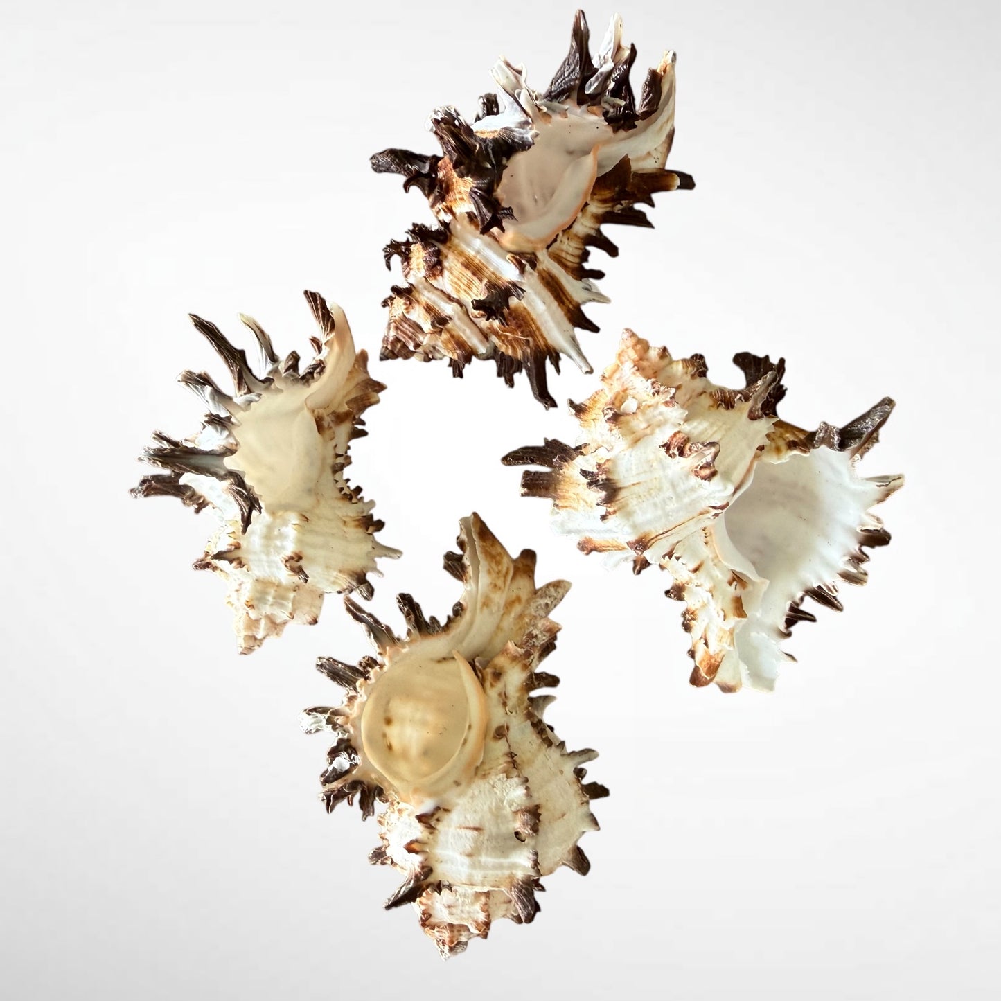 Spiny Murex