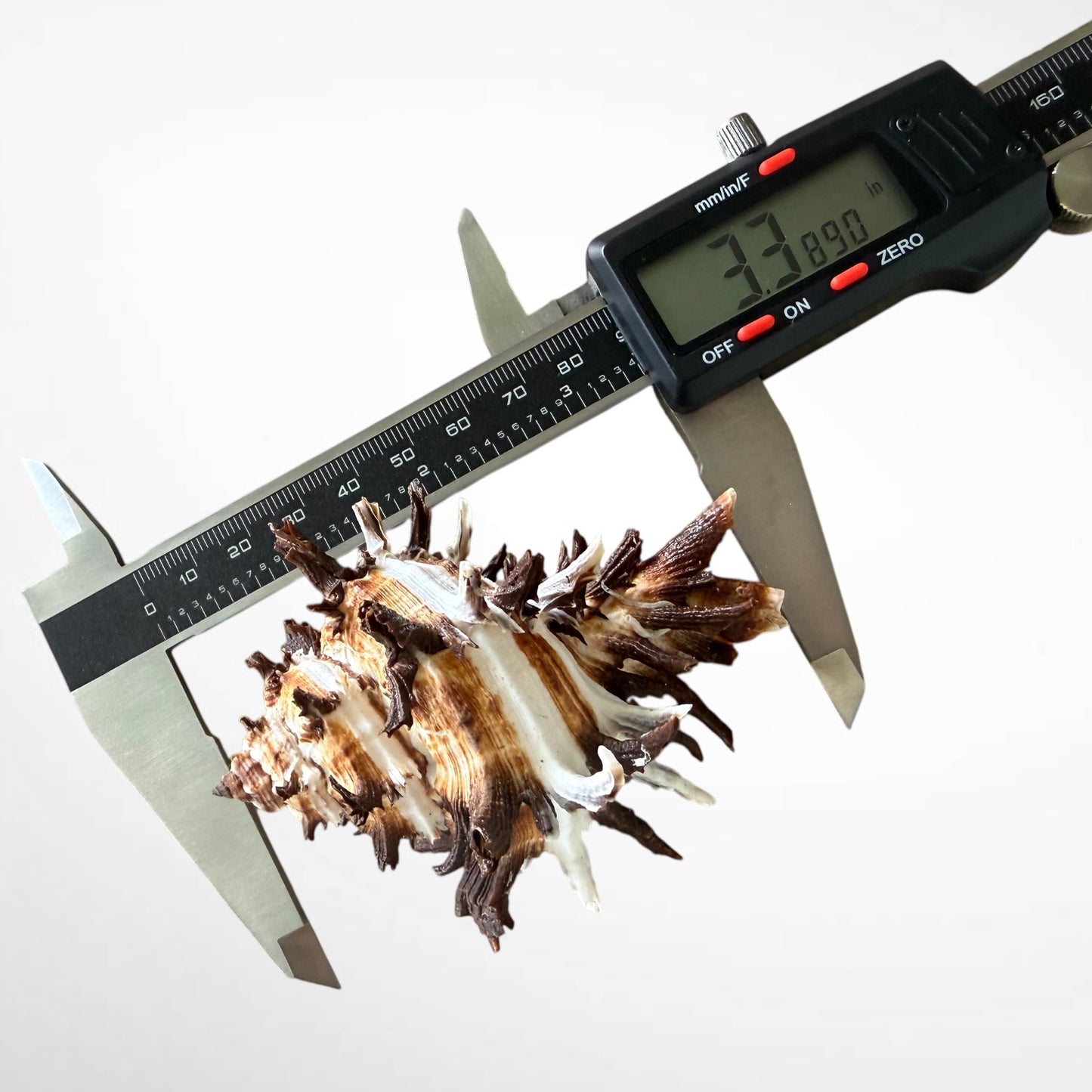 Spiny Murex