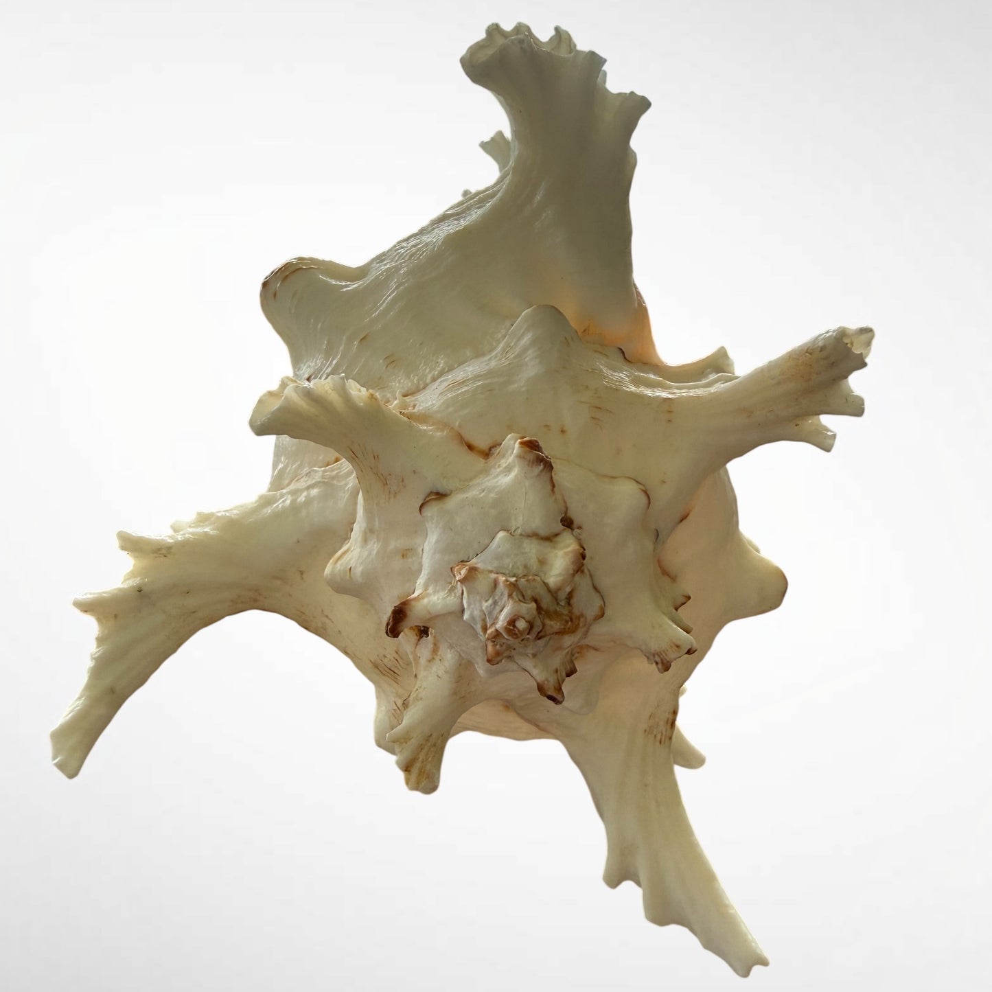 Murex Ramosus