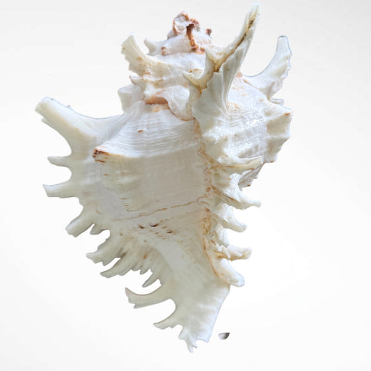 Murex Ramosus