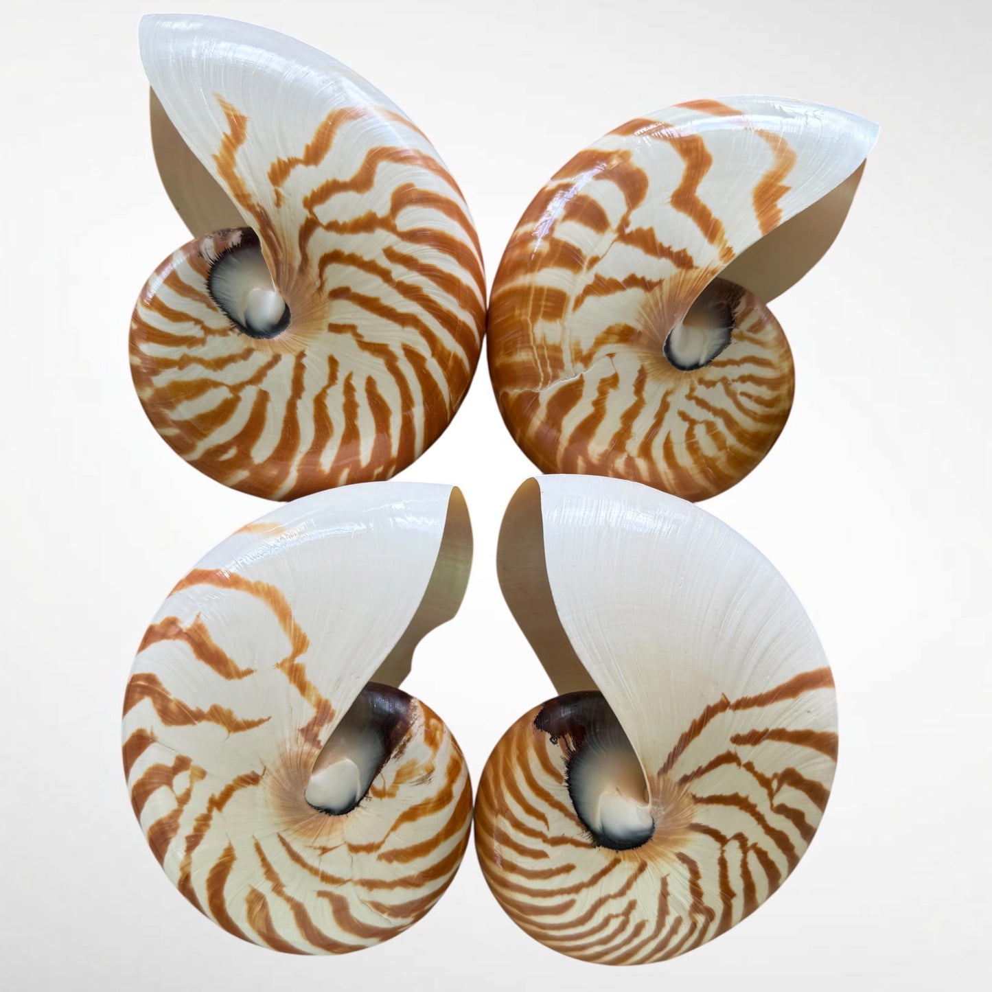 Chambered Nautilus/ Nautilus Pompilius