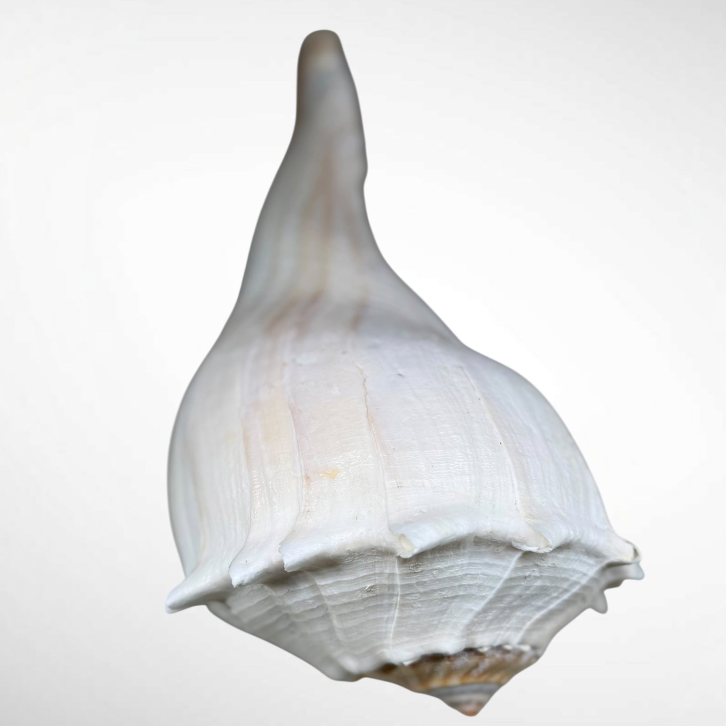 Florida lighting Whelk giant