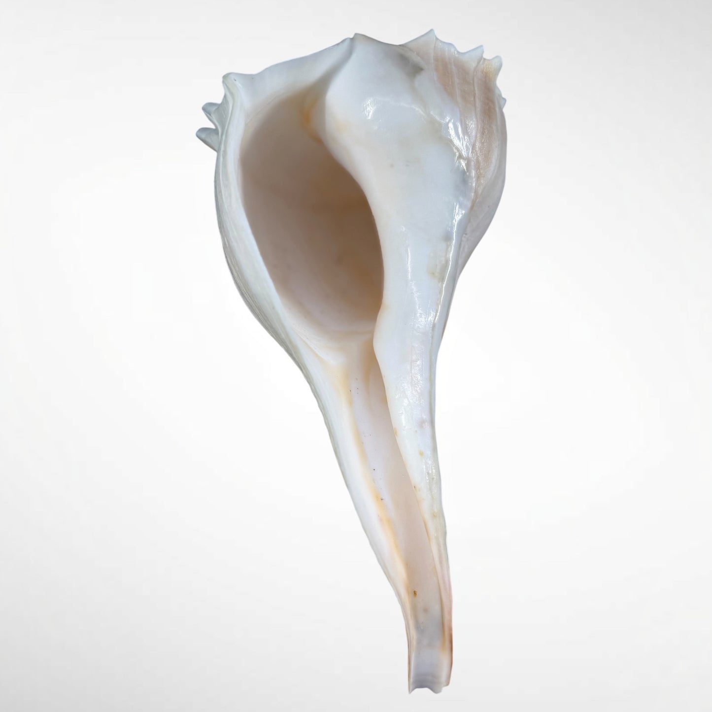 Florida lighting Whelk giant