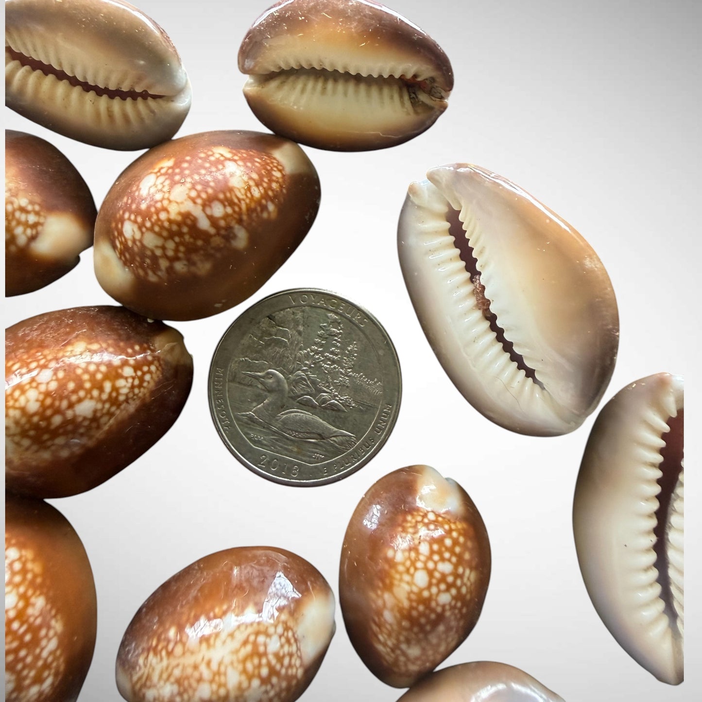 Snakehead Cowrie