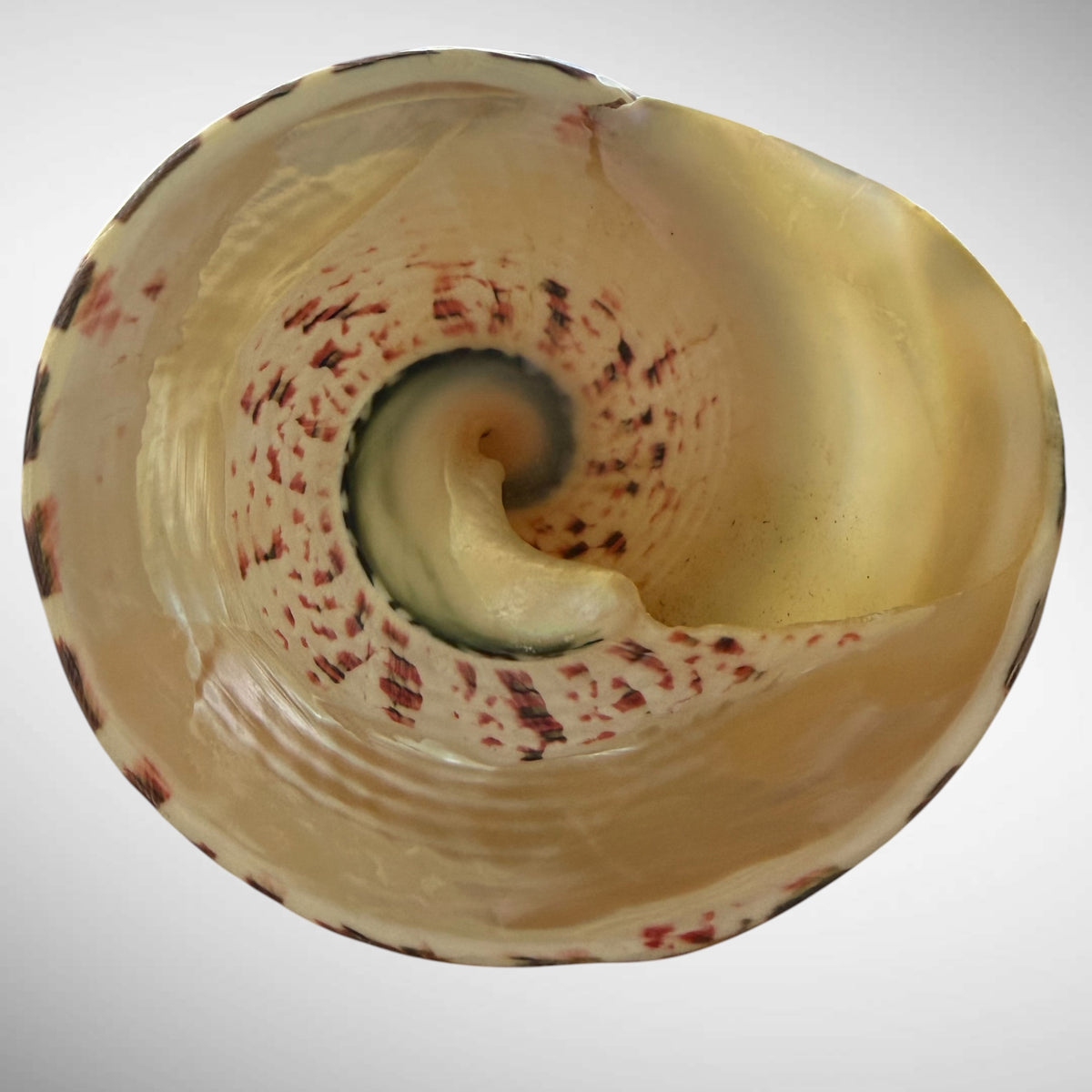 Banded Pearl Commercial Top Shell