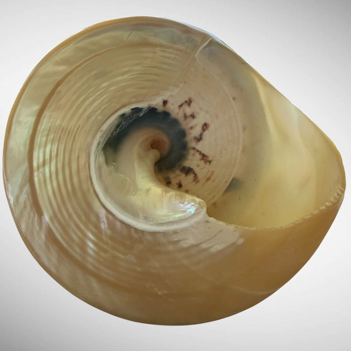 Polished Pearl Commercial Top Shell