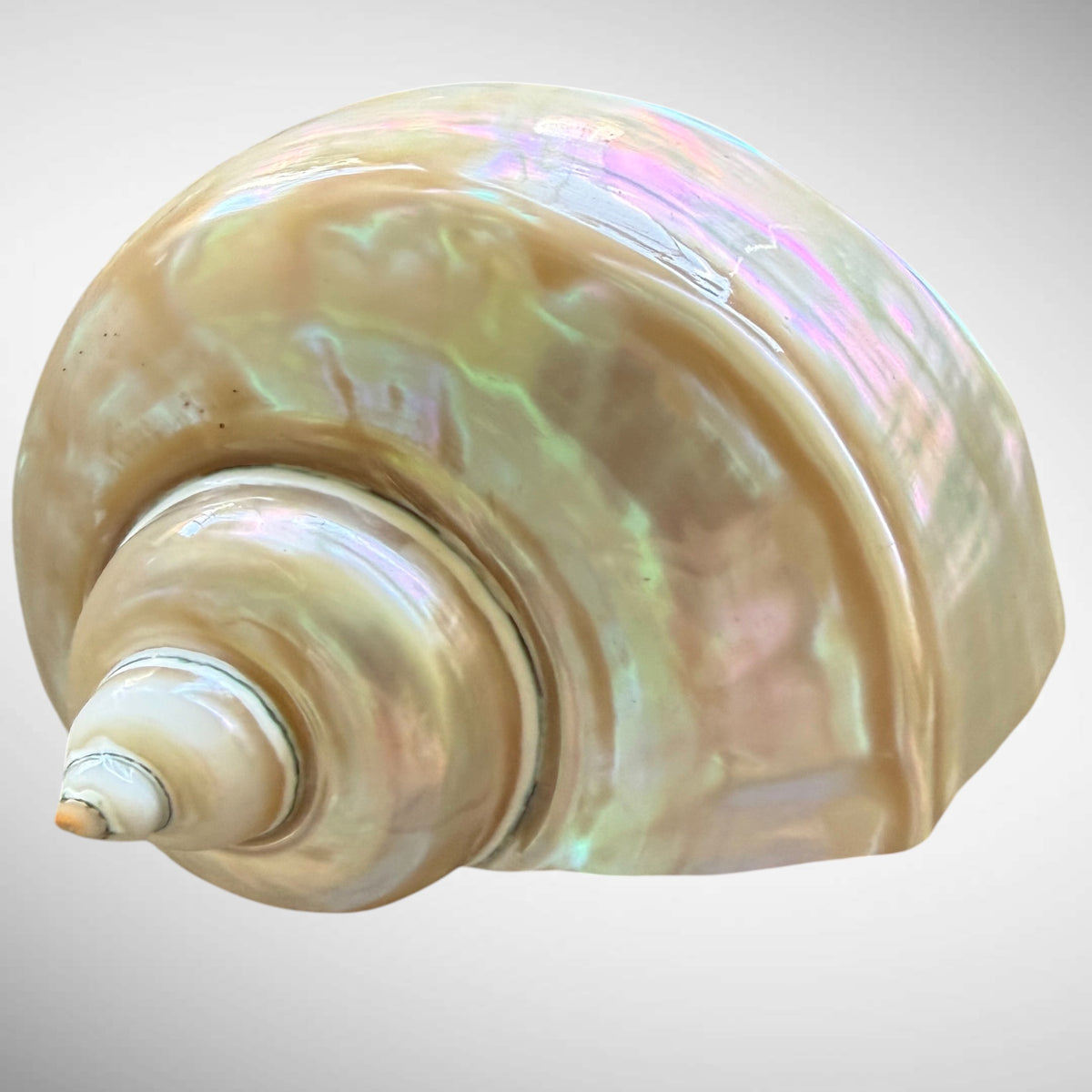 Polished Pearl Green Turban Shell