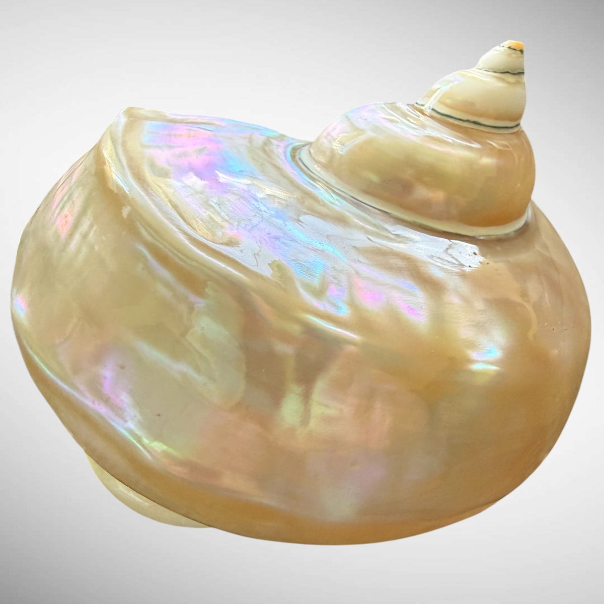 Polished Pearl Green Turban Shell