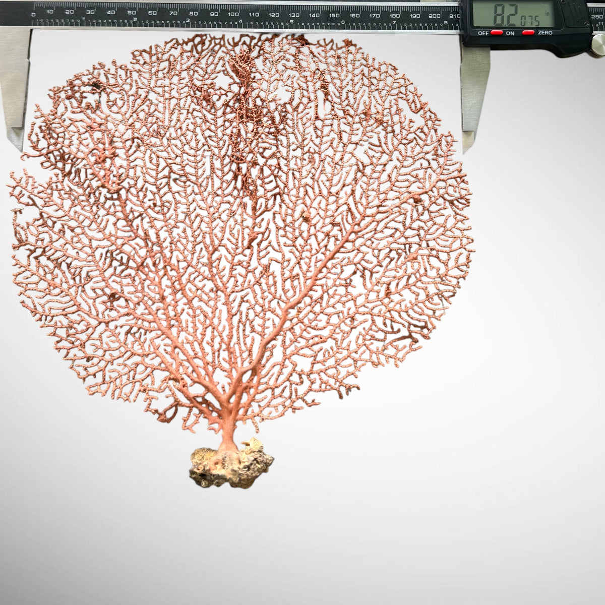 Natural Red Orange Sea Fan Coral