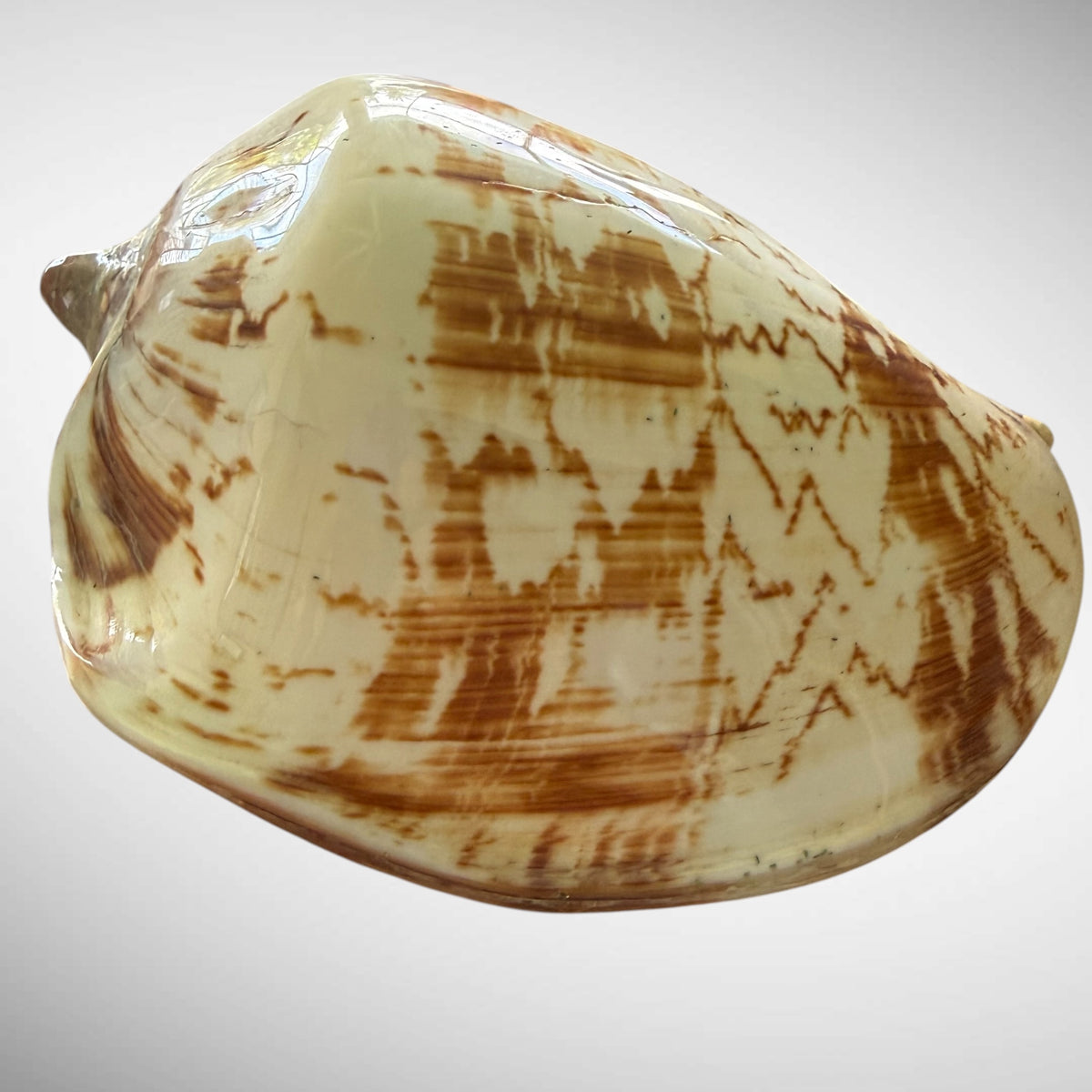 Polished Noble Volute Seashell