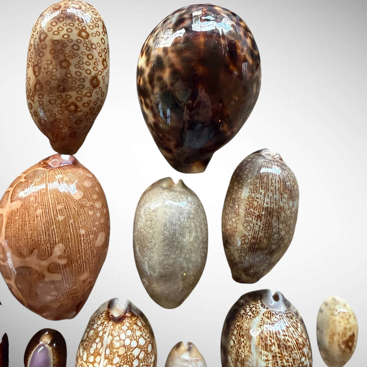 Collection of Mixed Cowrie Seashells – 31 Piece Collector Set
