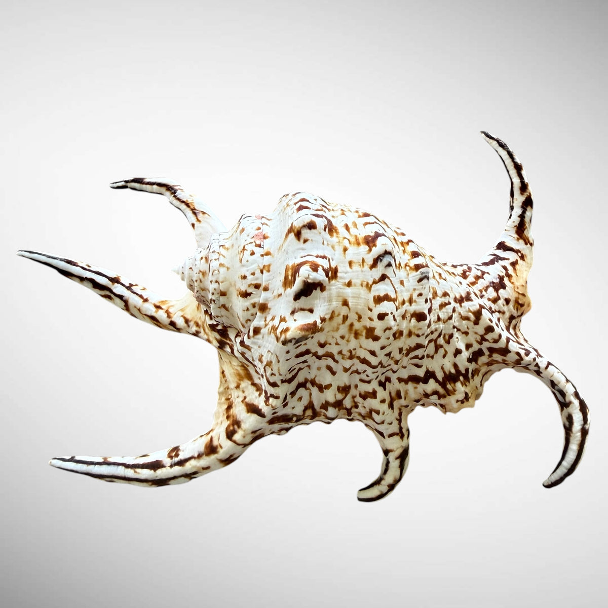 Natural Chiragra Spider Conch Shell (5.5")