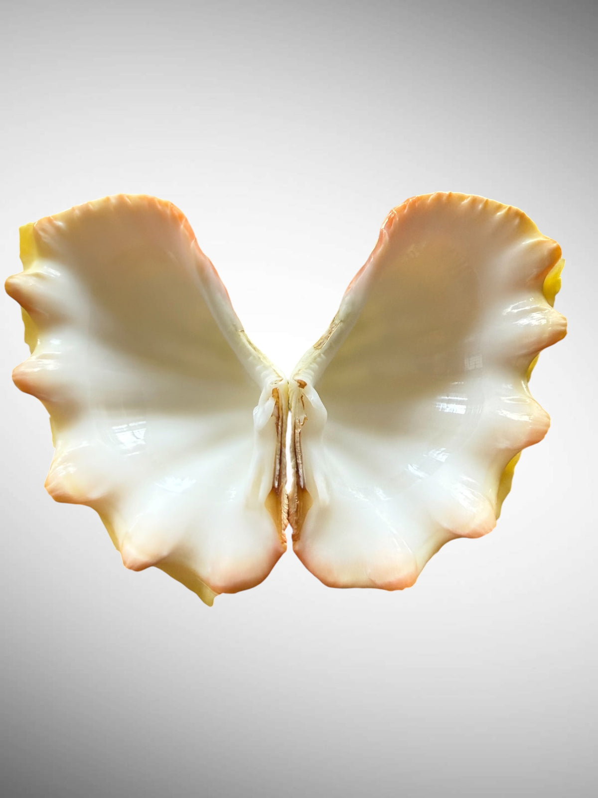 Yellow Ruffled Clam Shell Pairs