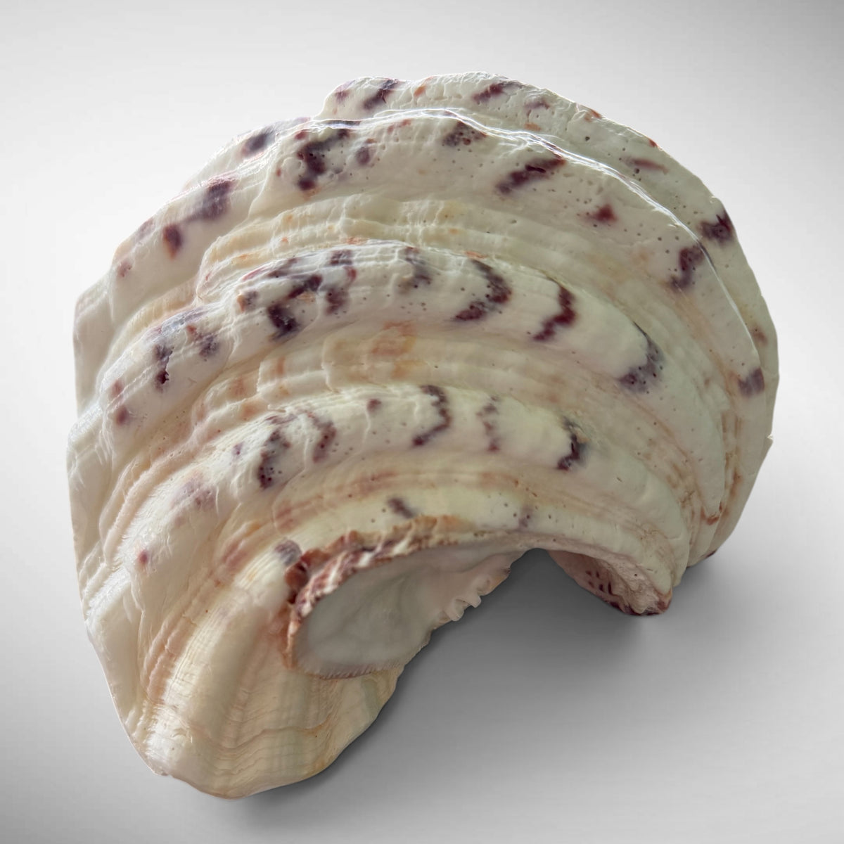 Polished Bear’s Paw Clam Shells