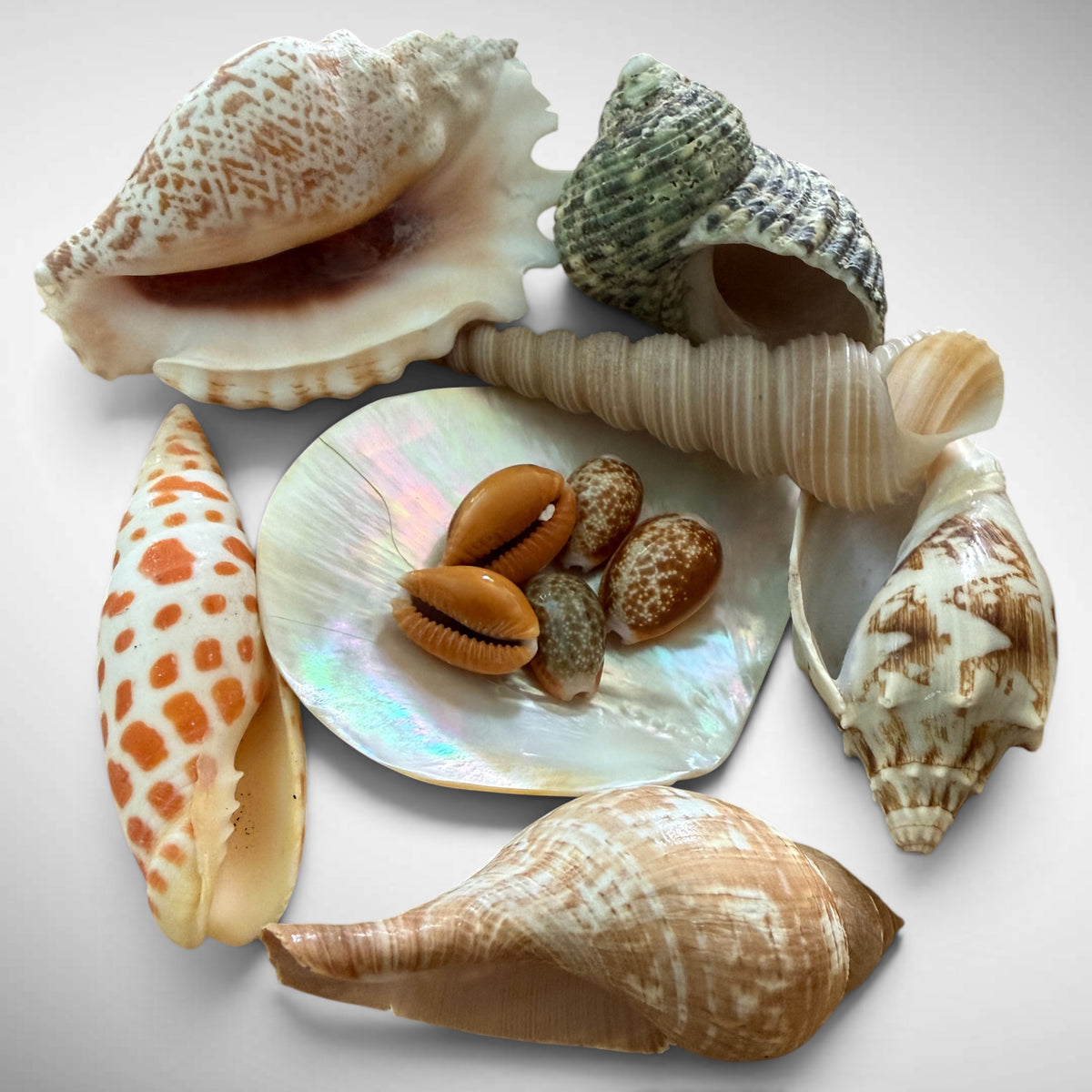 Natural Mixed Seashell Collector Bundle