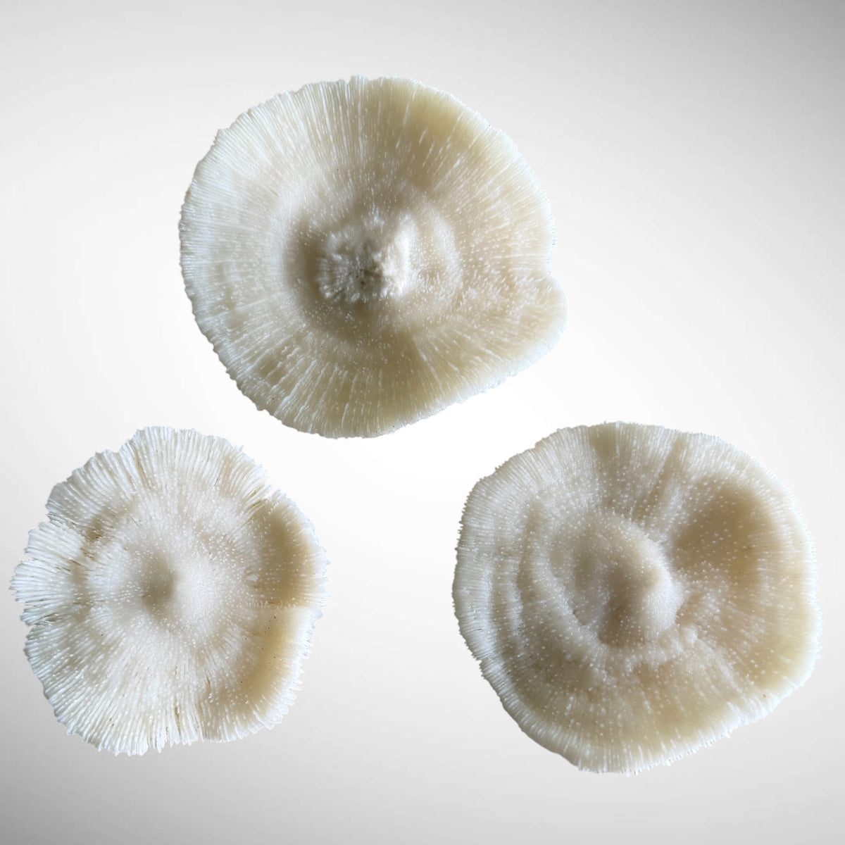 Natural White Mushroom Coral Skeletons (Set of 3)