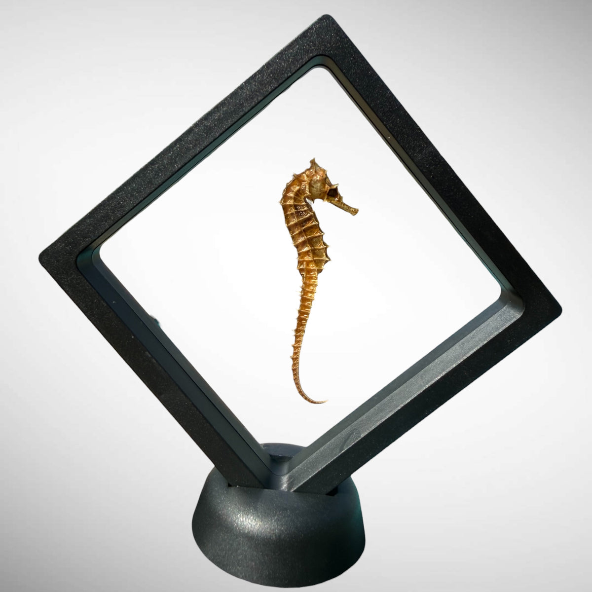 Real Dried Seahorse in Floating Frame Display