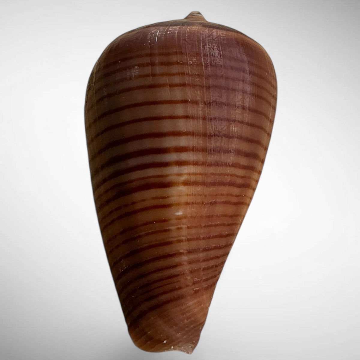 Conus figulinus (Fig Cone)