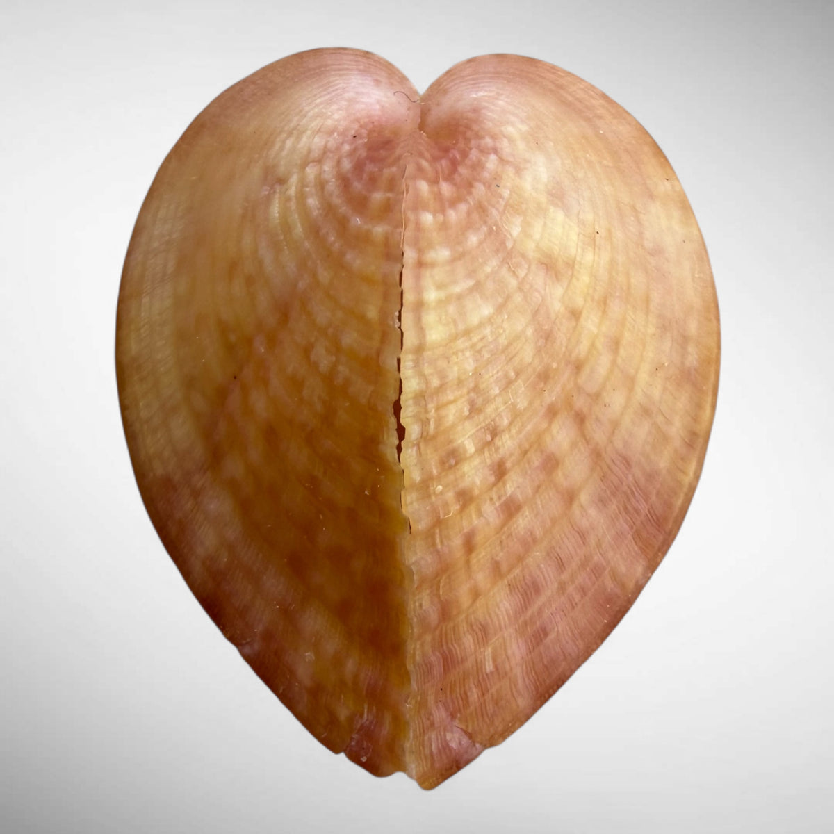 True Heart Cockle shell (Corculum cardissa)
