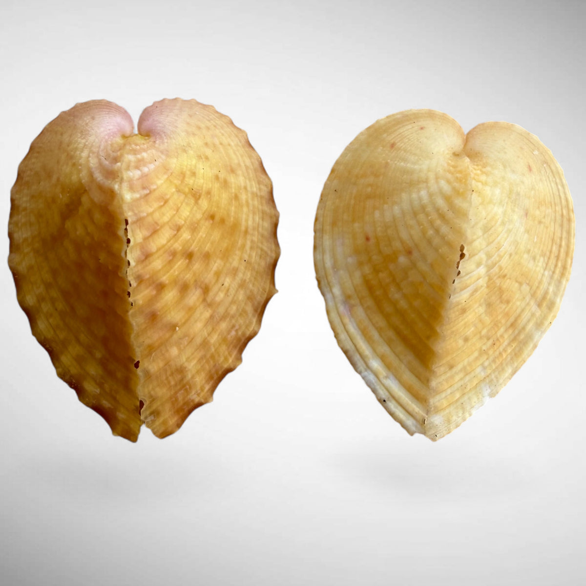 True Heart Cockle shell (Corculum cardissa)