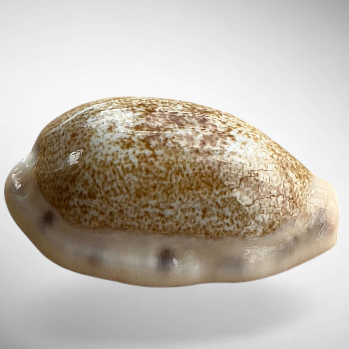 Arabian Cowrie shell (Mauritia arabica or Cypraea arabica)