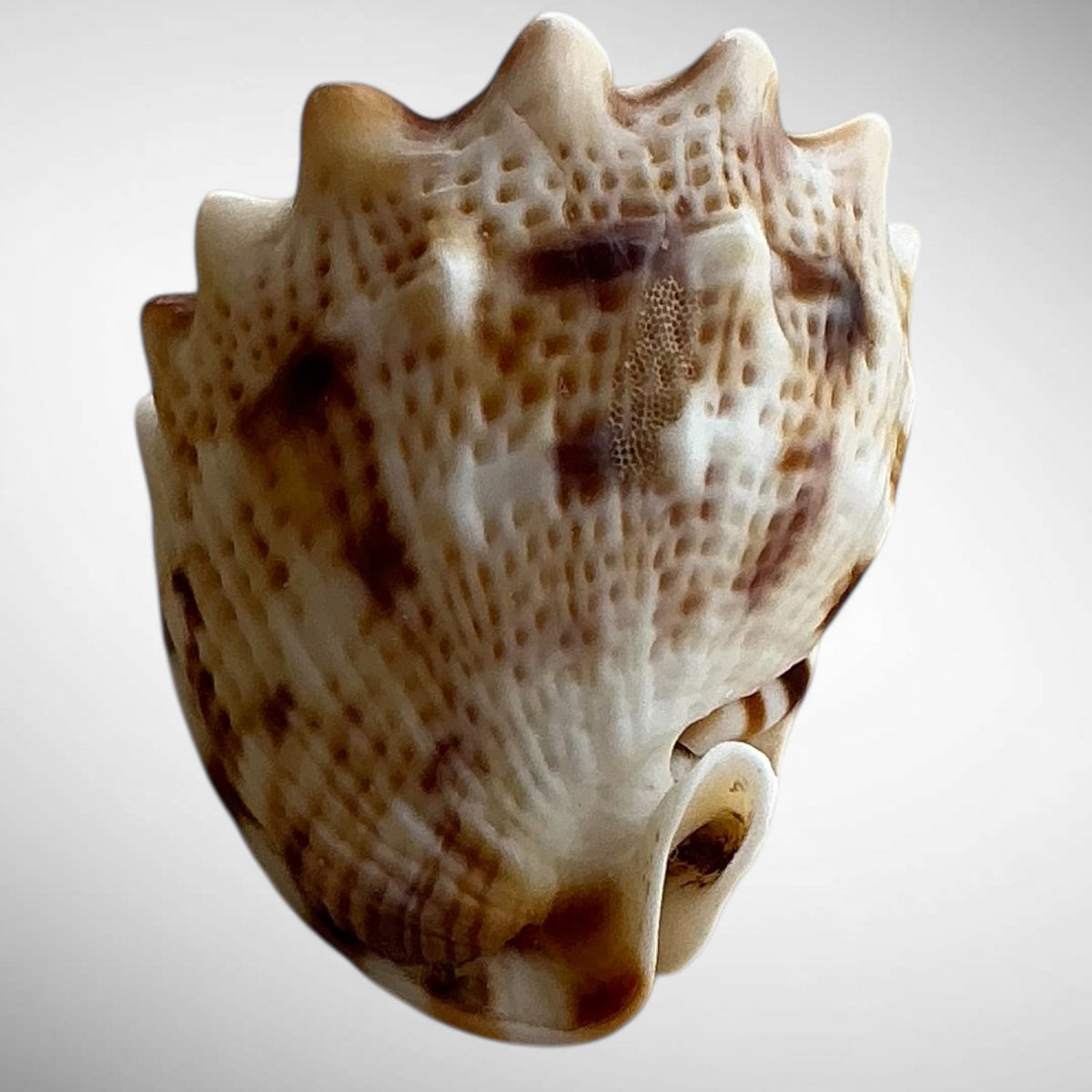 Dwarf Specimen Cassis cornuta (Horned Helmet)