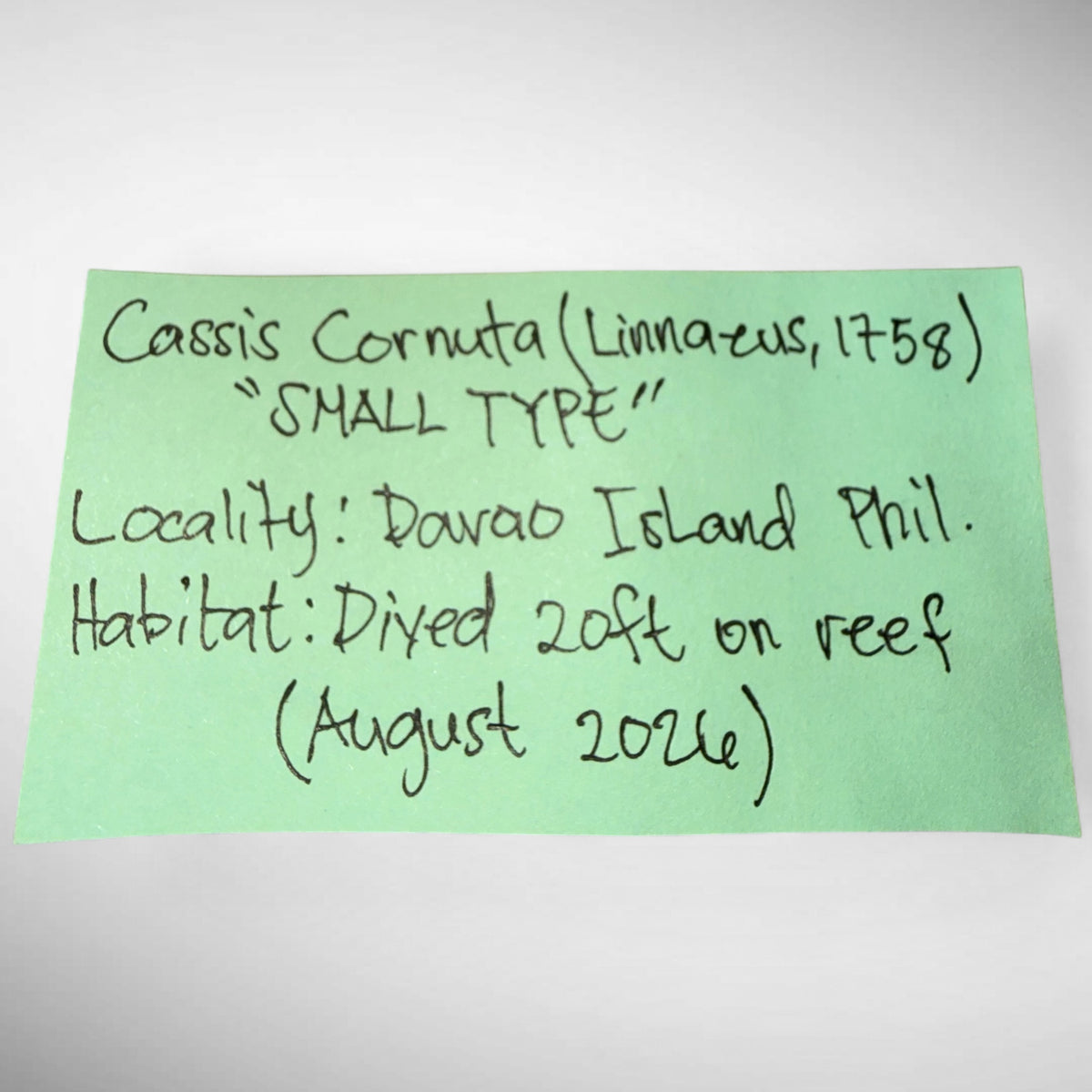 Dwarf Specimen Cassis cornuta (Horned Helmet)