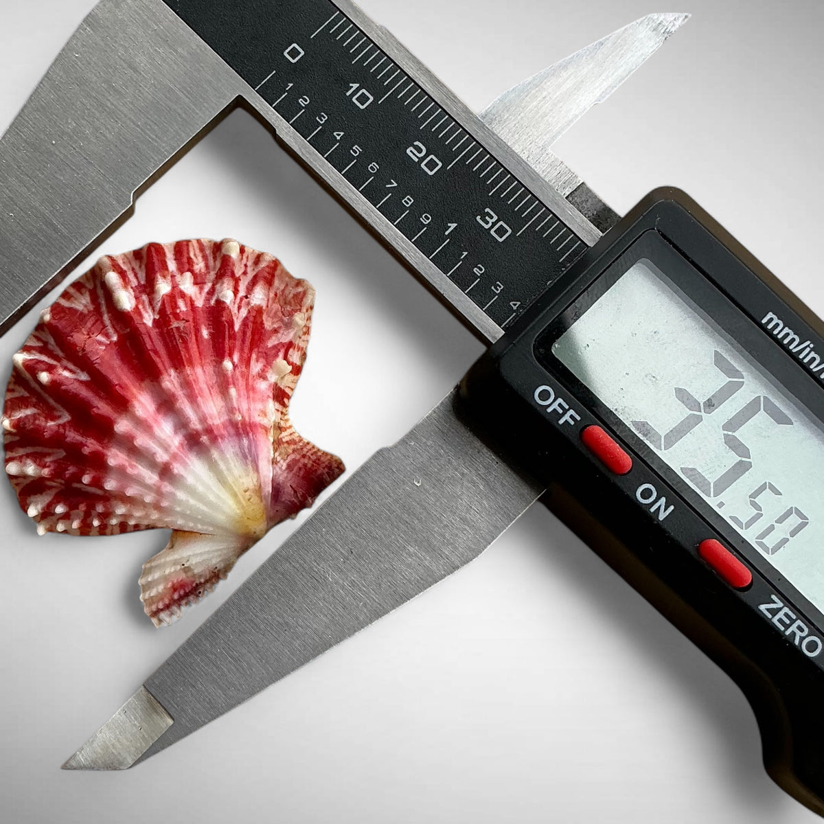 Mirapecten mirificus (Reeve, 1853)