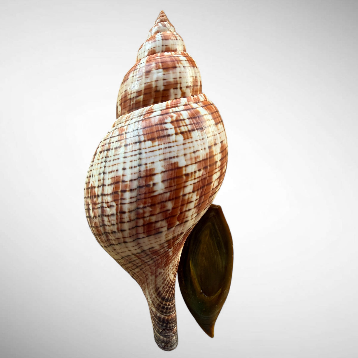 True Tulip Shell Specimen (Fasciolaria tulipa) #2 – 167.44 mm Florida Marine Shell