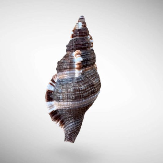 Common Hairy Triton Shell Specimen (Monoplex pilearis)