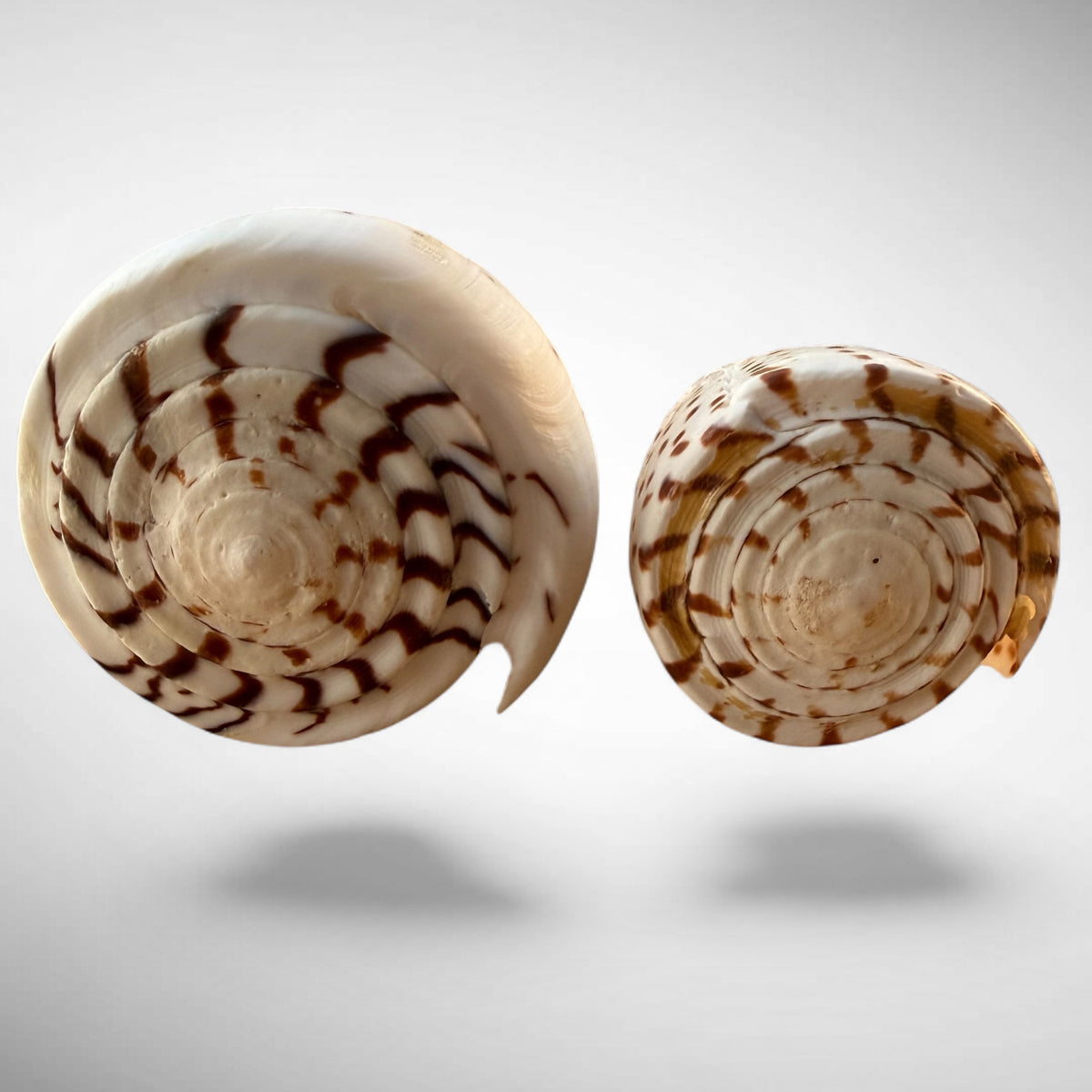 Lettered Cone Shell Pair (Conus litteratus) – Set of Two